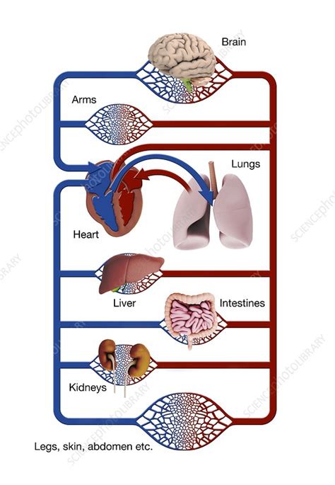 organ or blood provider figgerits.